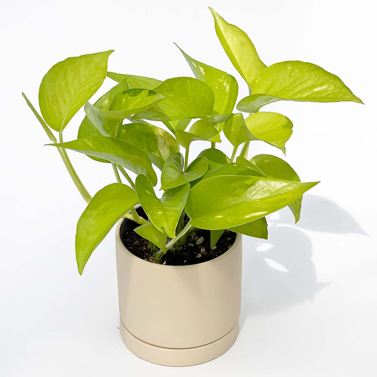 ポトス☆ライムコンパクト☆鉢苗☆9275 ポトス☆ライムコンパクト☆鉢苗☆9275 ポトス ライム 初心者の