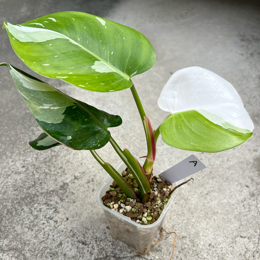 【現品販売】【botani soil 】フィロデンドロン ホワイトプリンセス 3号 ネガミエル 透明 スリット鉢 プラ鉢 ねこチップ A
