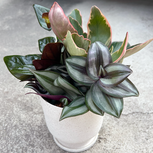 【現品販売】【ねこチップ】寄せ植え 4号 陶器鉢 ねこチップ