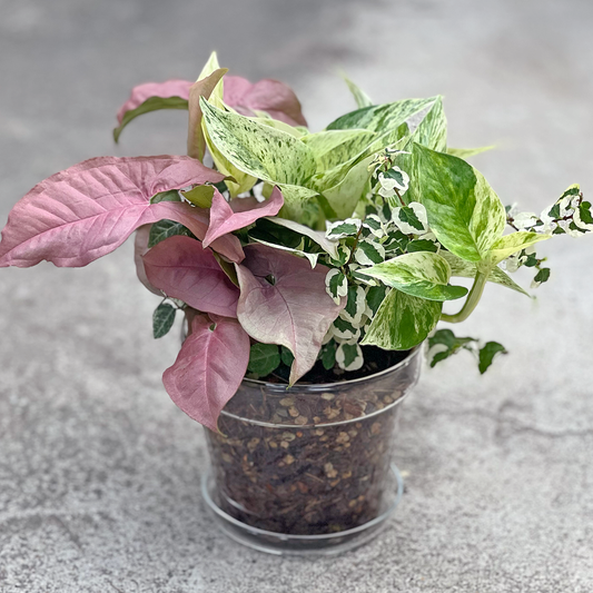 【現品販売】【ねこチップ】寄せ植え 4号 ガラス鉢 ねこチップ