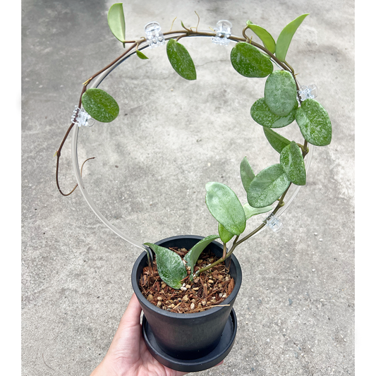 【一点もの販売】【ねこチップ】Hoya Carnosa Nova Ghost ホヤ カルノーサ ノバ ゴースト 希少 レア BLACK PLASTIC POT 4号 ねこチップ