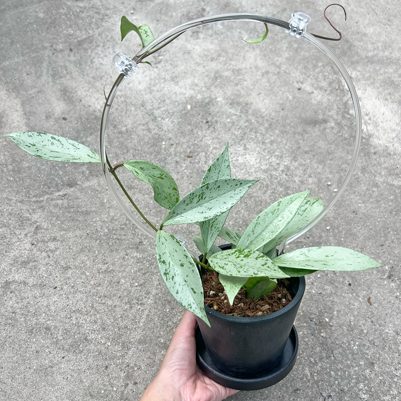 【一点もの販売】【ねこチップ】ホヤ プビカリクス シルバーゴースト Hoya Pubicalyx silver ghost 希少 レア BLACK PLASTIC POT 4号 ねこチップ クリア トレリス 支柱