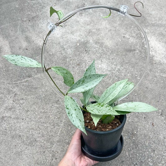 【一点もの販売】【ねこチップ】ホヤ プビカリクス シルバーゴースト Hoya Pubicalyx silver ghost 希少 レア BLACK PLASTIC POT 4号 ねこチップ クリア トレリス 支柱