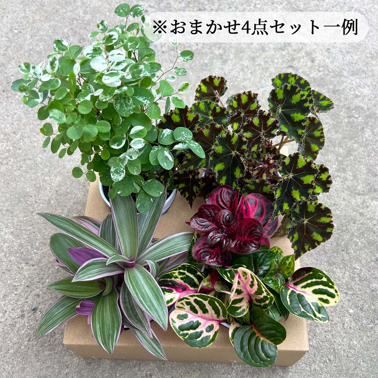 専用！多肉植物^o^ 今だけ❣️葉挿し赤ちゃん2種10コセット