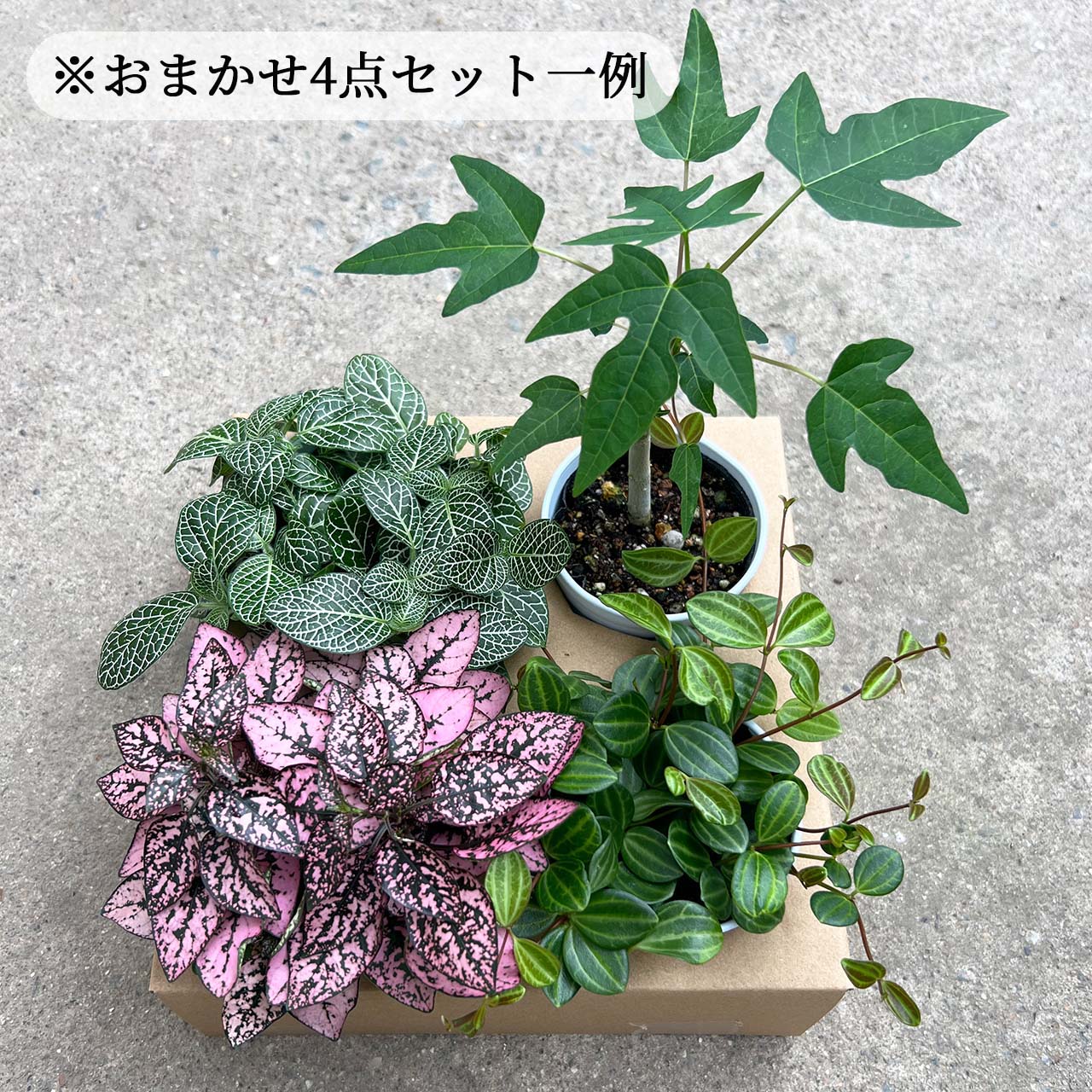 3号 観葉植物 おまかせ【4個】セット