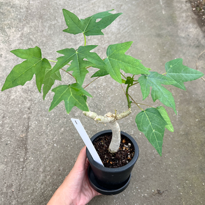 【一点もの販売】パパイヤの木 3号 BLACK PLASTIC POT 黒 プラ鉢 受け皿付き 1