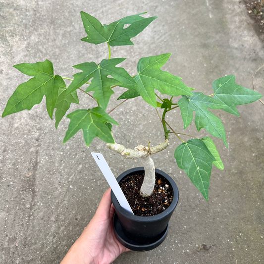 【一点もの販売】パパイヤの木 3号 BLACK PLASTIC POT 黒 プラ鉢 受け皿付き 1