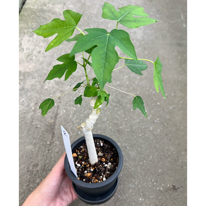 【一点もの販売】パパイヤの木 3号 BLACK PLASTIC POT 黒 プラ鉢 受け皿付き 2