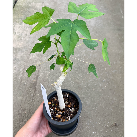 【一点もの販売】パパイヤの木 3号 BLACK PLASTIC POT 黒 プラ鉢 受け皿付き 2