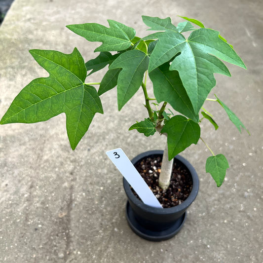 【一点もの販売】パパイヤの木 3号 BLACK PLASTIC POT 黒 プラ鉢 受け皿付き 3