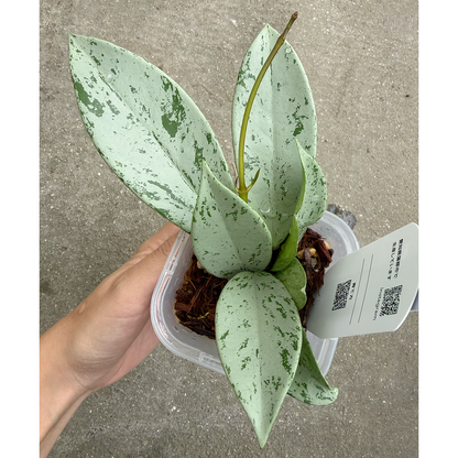 【一点もの販売】【ねこチップ】ホヤ プビカリクス シルバーゴースト Hoya Pubicalyx silver ghost 希少 レア 1