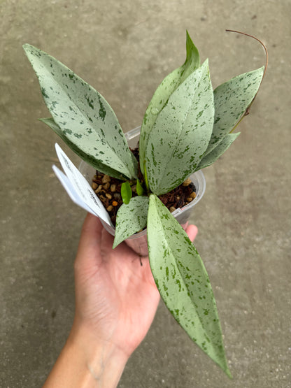 【一点もの販売】【ねこチップ】ホヤ プビカリクス シルバーゴースト Hoya Pubicalyx silver ghost 希少 レア 2