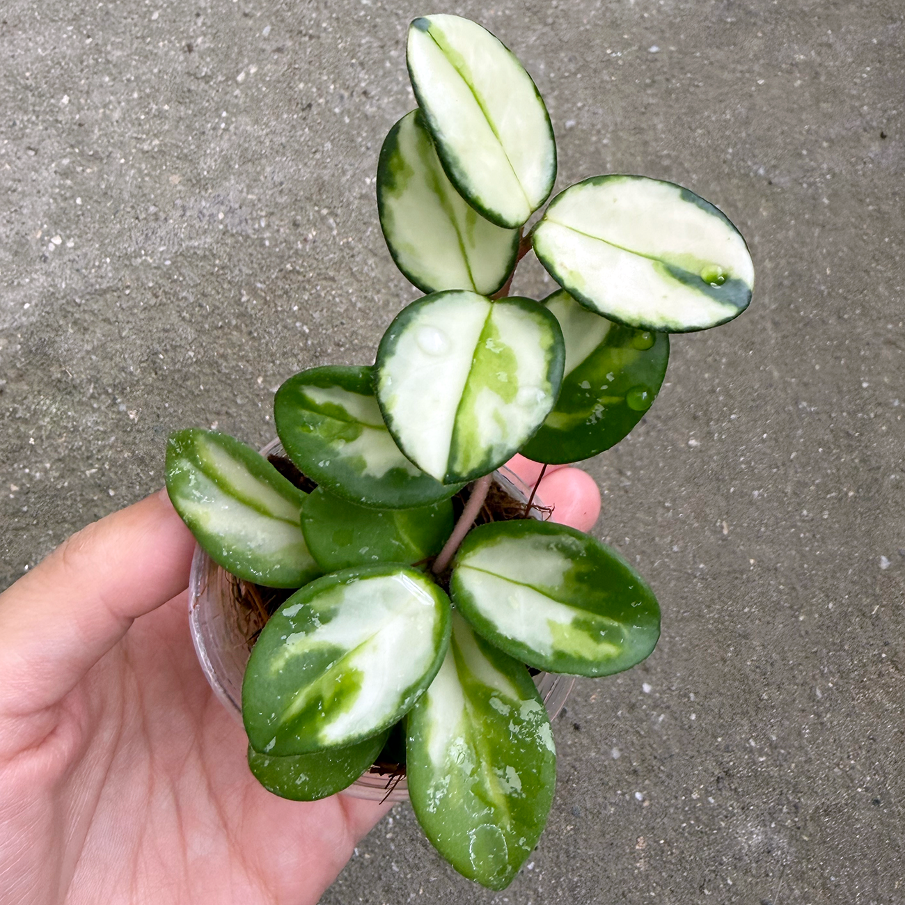 【一点もの販売】【ねこチップ】ホヤ マチルダ 内斑入り Hoya mathilde inner variegated 希少 レア