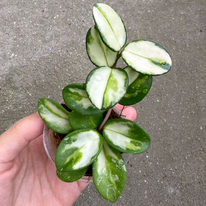 【一点もの販売】【ねこチップ】ホヤ マチルダ 内斑入り Hoya mathilde inner variegated 希少 レア