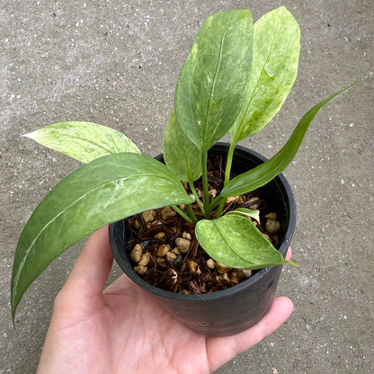 【一点もの販売】【ねこチップ】アンスリウム ビッタリフォリウム 斑入り 2.5号 ねこチップ 苗