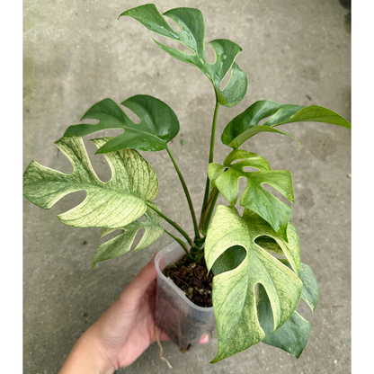 【一点もの販売】【ねこチップ】ラフィドフォラ テトラスペルマ ホワイトモンスター 斑入り ヒメモンステラ