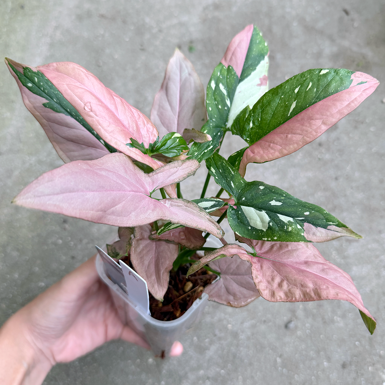 【一点もの販売】【ねこチップ】シンゴニウム レッドスポットトリカラー 透明鉢 ネガミエル ねこチップ 3号 プラ鉢 希少 A