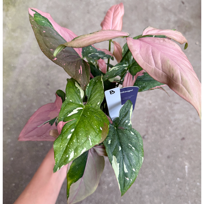 【一点もの販売】【ねこチップ】シンゴニウム レッドスポットトリカラー 透明鉢 ネガミエル ねこチップ 3号 プラ鉢 希少 B