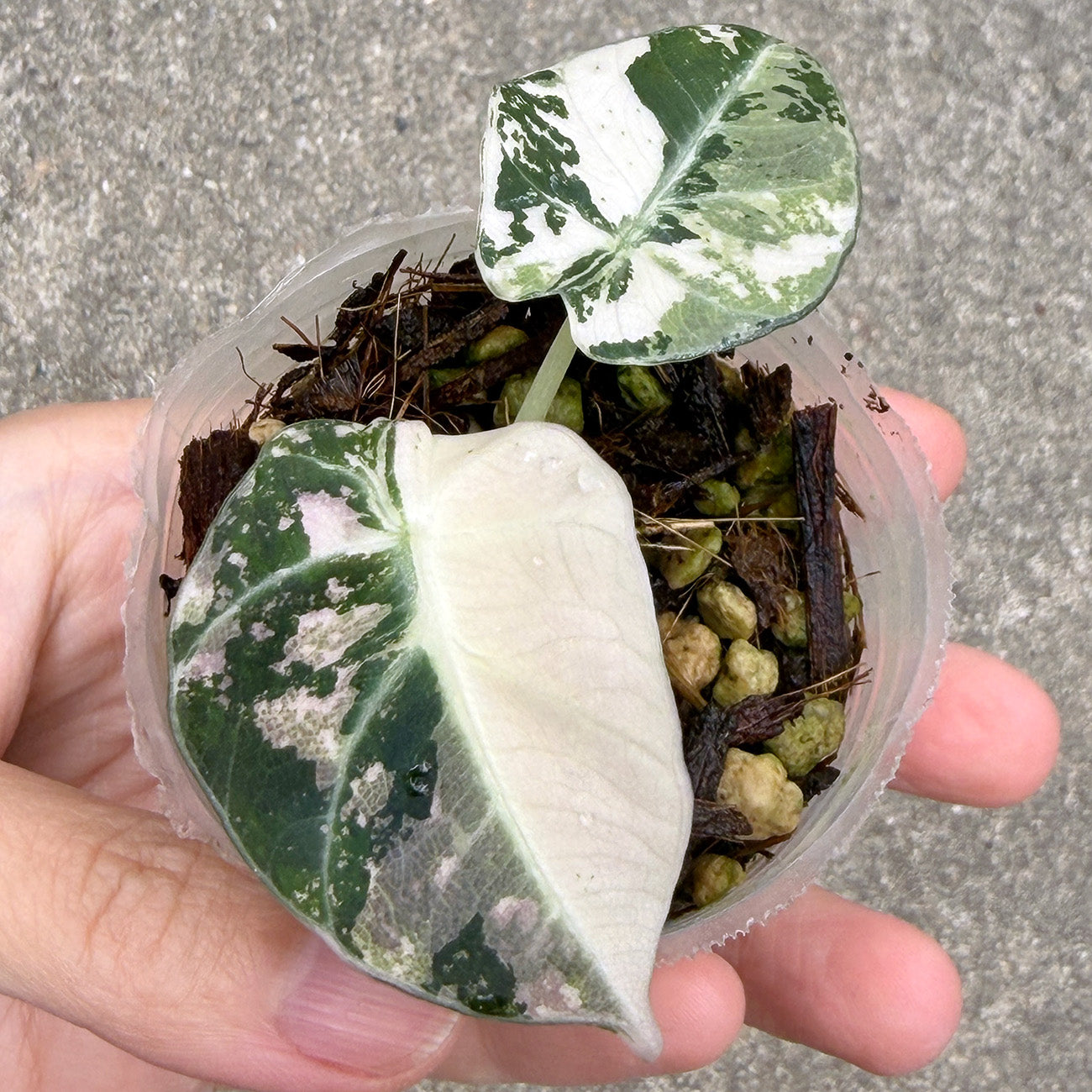 新商品 – inakougei