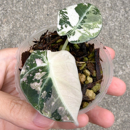 【一点もの販売】【ねこチップ】アロカシア ブラックベルベット ピンク斑入り 2号 組織培養苗 順化済 1