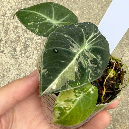 【一点もの販売】【ねこチップ】アロカシア ブラックベルベット ピンク斑入り 2号 組織培養苗 順化済 2