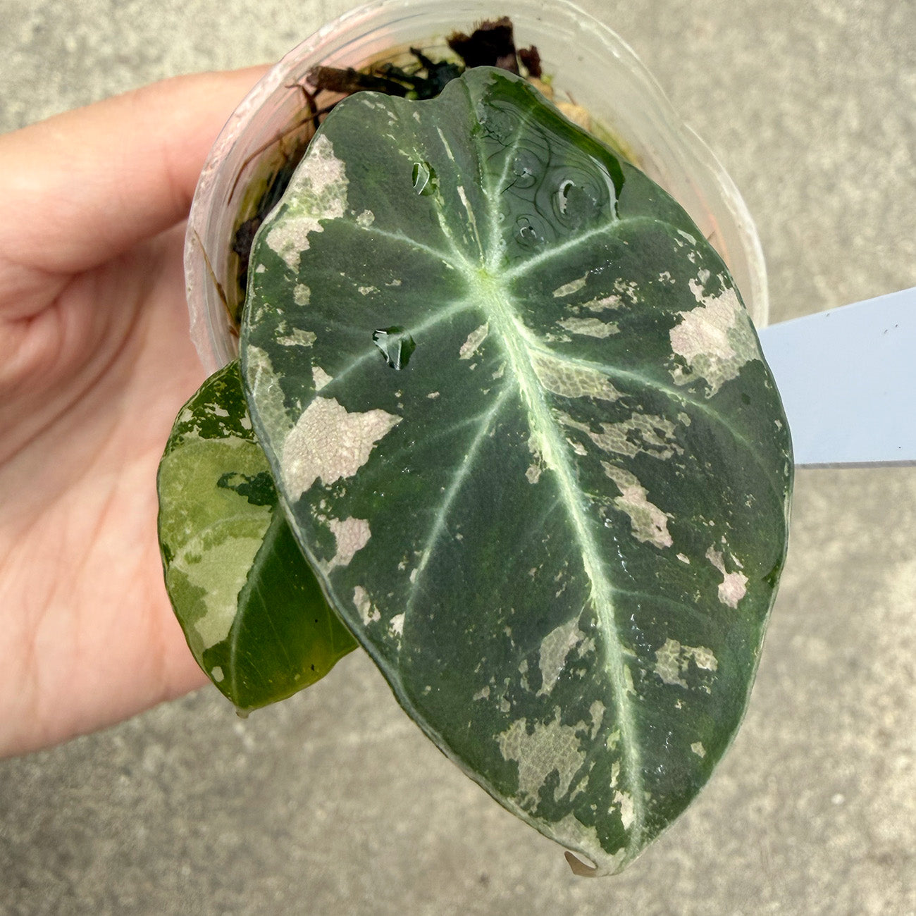 【一点もの販売】【ねこチップ】アロカシア ブラックベルベット ピンク斑入り 2号 組織培養苗 順化済 3