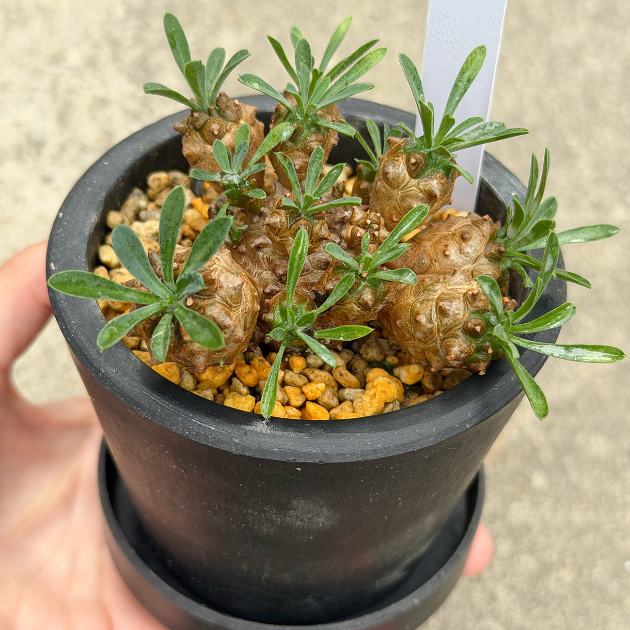 一点もの植物 – Page 2 – inakougei