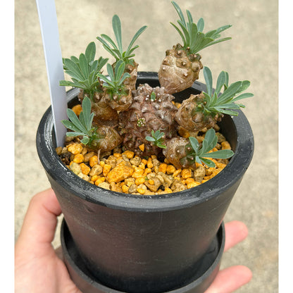 【一点もの販売】ユーフォルビア峨眉山（ガビザン）3号 BLACK PLASTIC POT 受け皿付き 無機質 用土 2