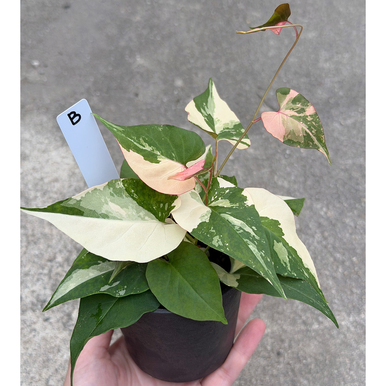 【一点もの販売】ファロピア マルチフローラ 斑入り Fallopia multiflora 'Variegata' 2.5号  B