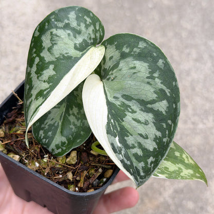 【一点もの販売】スキンダプサス ピクタス マヤリ Scindapsus Pictus variegata “Mayari “ 2.5号 ねこチップ