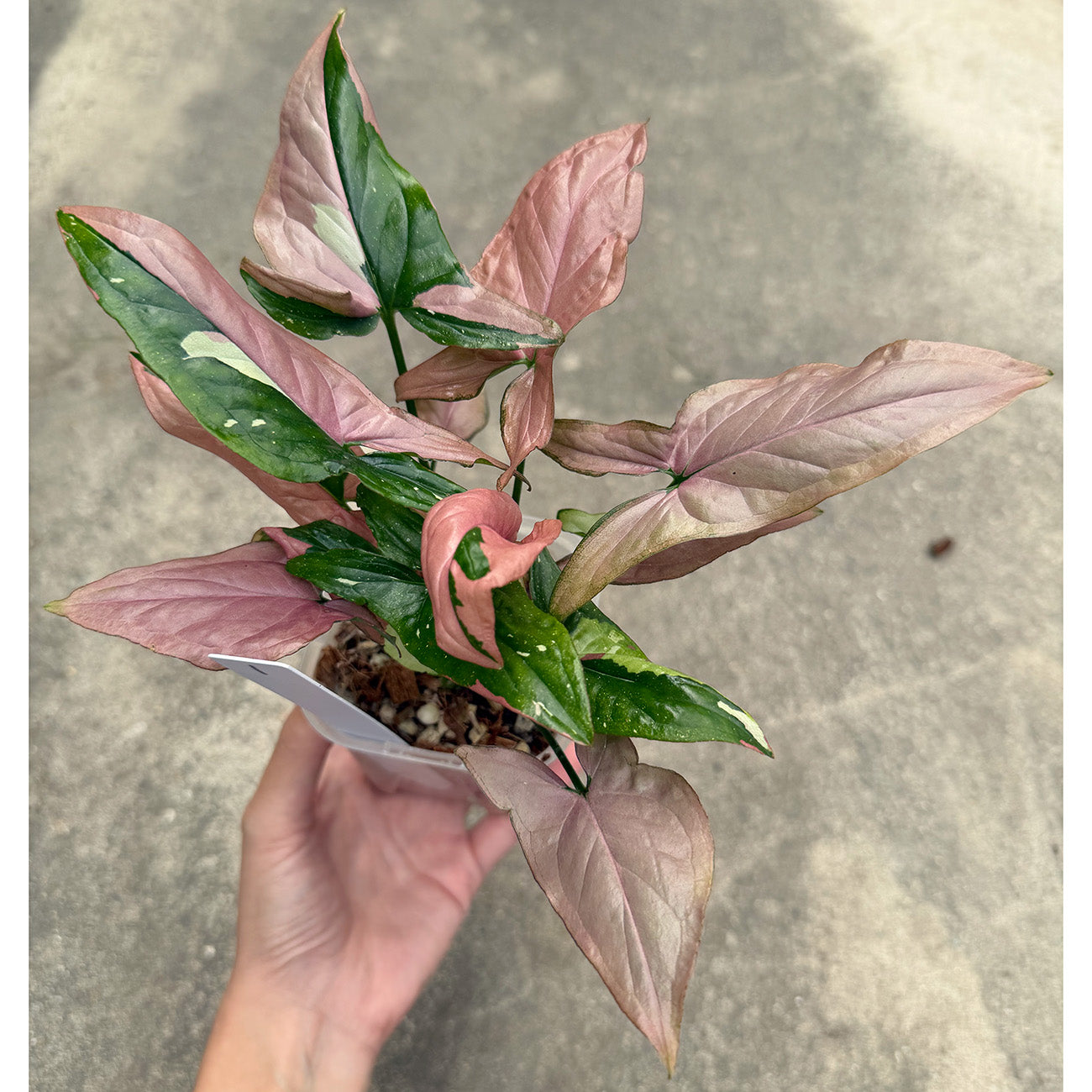 【一点もの販売】【ねこチップ】シンゴニウム レッドスポットトリカラー 透明鉢 ネガミエル ねこチップ 3号 プラ鉢 希少 1