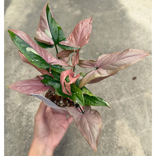 【一点もの販売】【ねこチップ】シンゴニウム レッドスポットトリカラー 透明鉢 ネガミエル ねこチップ 3号 プラ鉢 希少 1