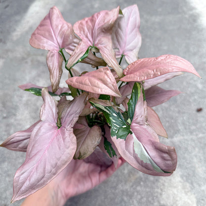 【一点もの販売】【ねこチップ】シンゴニウム レッドスポットトリカラー 透明鉢 ネガミエル ねこチップ 3号 プラ鉢 希少 2