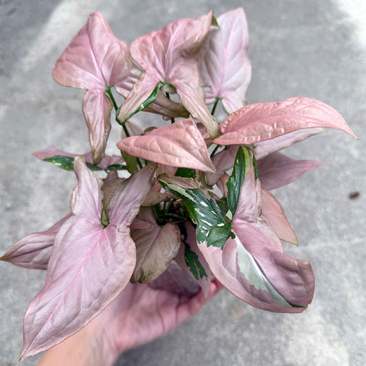 【一点もの販売】【ねこチップ】シンゴニウム レッドスポットトリカラー 透明鉢 ネガミエル ねこチップ 3号 プラ鉢 希少 2