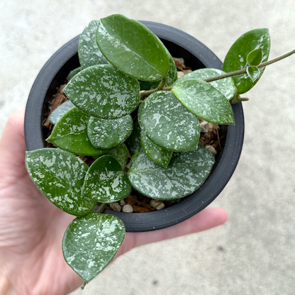 【現品販売】ホヤ マチルダ スーパースプラッシュ Hoya Mathilde super splash 3号 BLACK PLASTIC POT 黒 プラ鉢 受け皿付き ねこチップ