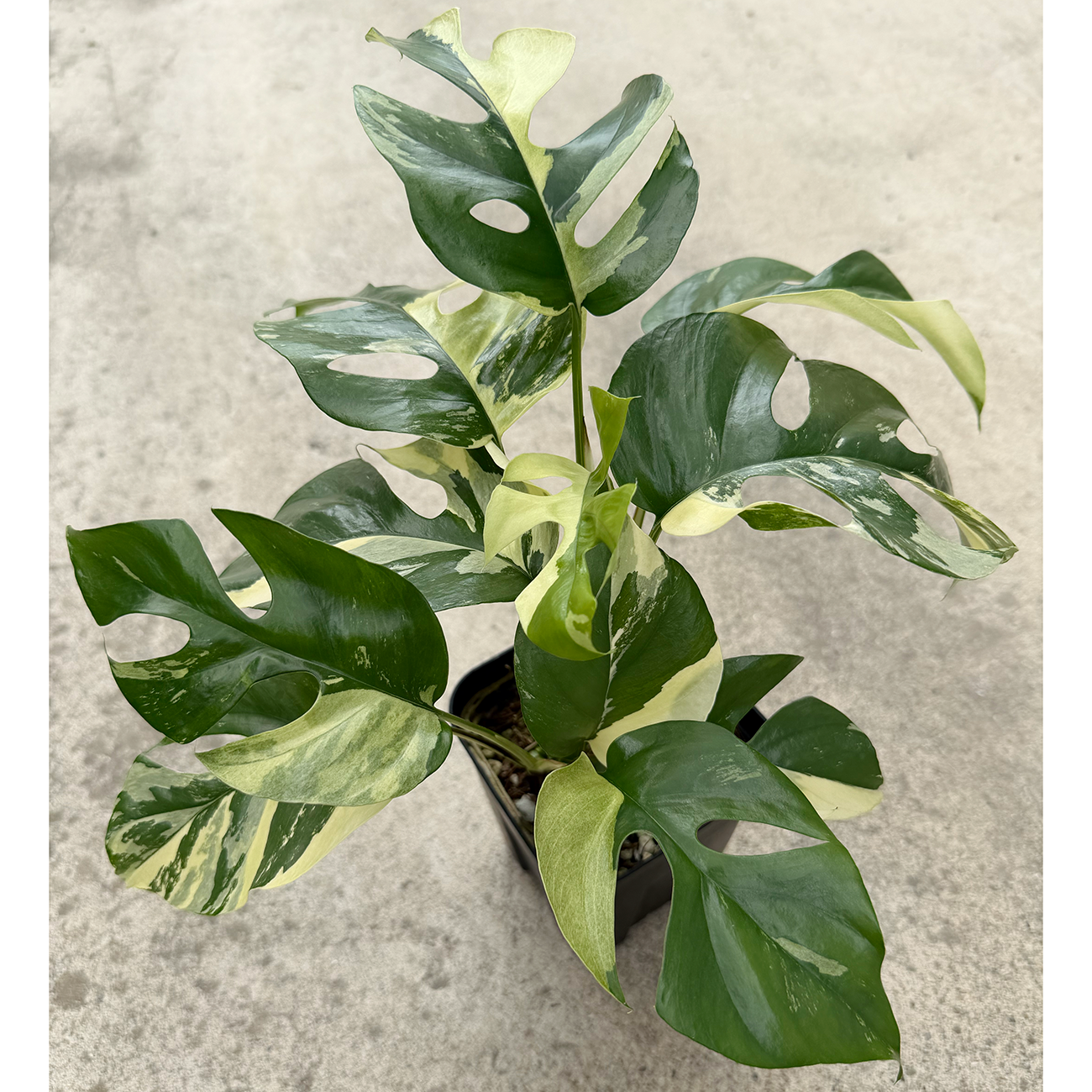 【現品販売】【ねこチップ】ラフィドフォラ テトラスペルマ バリエガータ 3号 プラ鉢 希少 レア ねこチップ ヒメモンステラ 斑入り