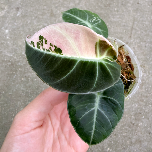 【一点もの販売】【ねこチップ】アロカシア ブラックベルベット ピンク斑入り 2号 組織培養苗 順化済