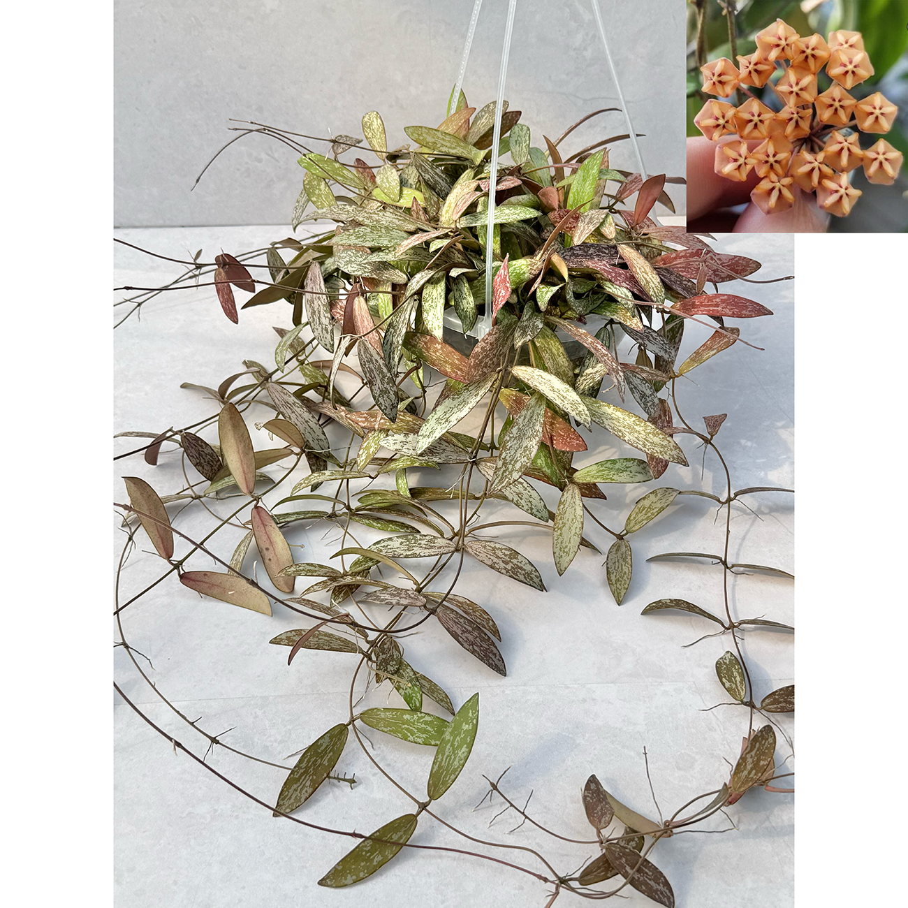 【一点もの販売】【ねこチップ】Hoya sigillantis ホヤ シギラティス ネガミエルAIR 5号 透明吊り鉢 ねこチップ