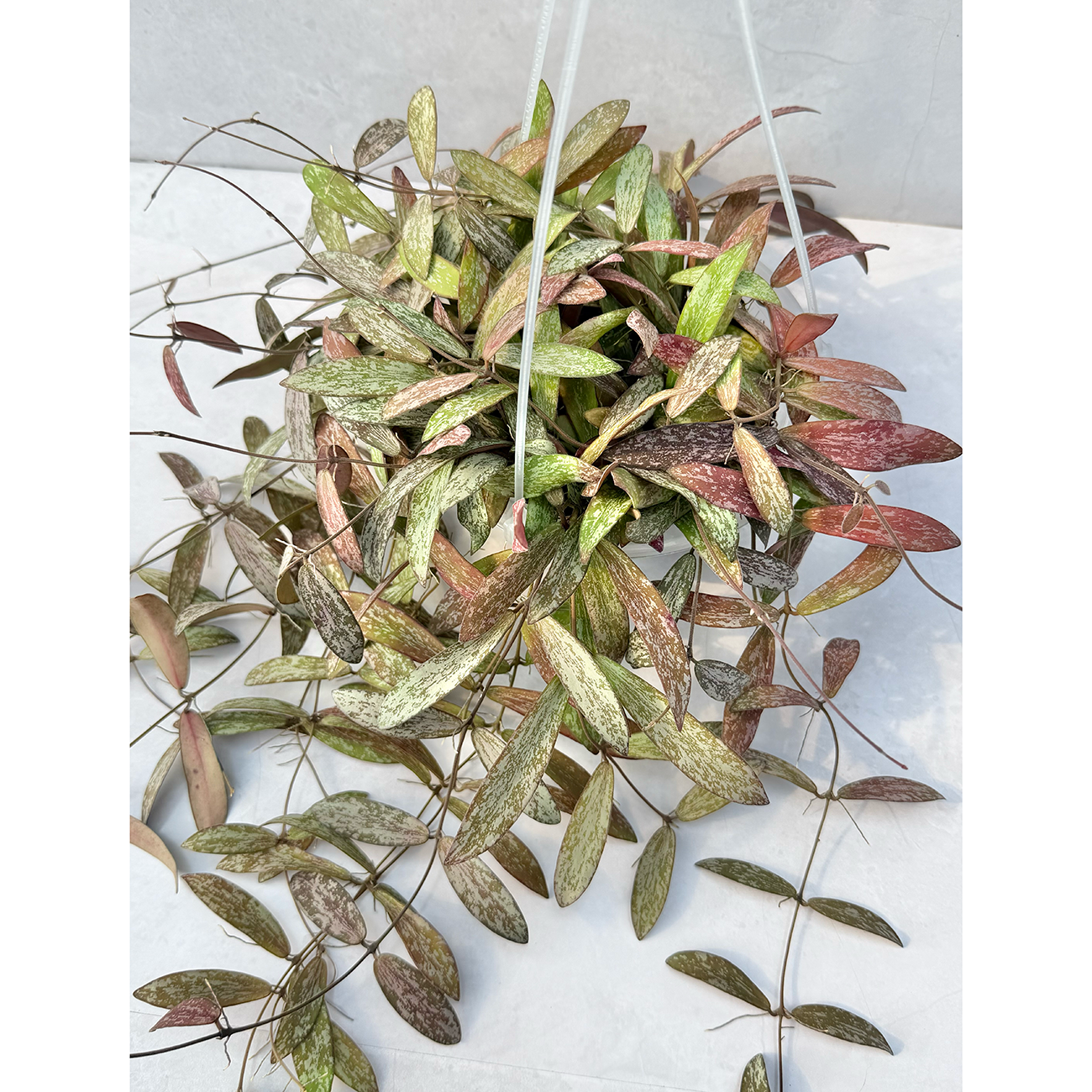 【一点もの販売】【ねこチップ】Hoya sigillantis ホヤ シギラティス ネガミエルAIR 5号 透明吊り鉢 ねこチップ