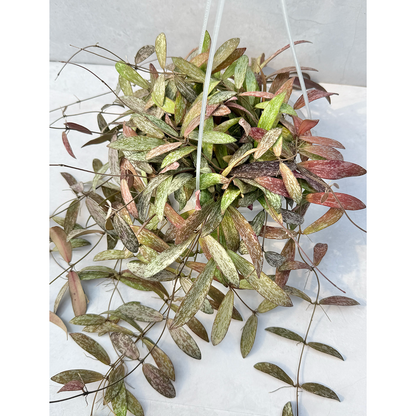 【一点もの販売】【ねこチップ】Hoya sigillantis ホヤ シギラティス ネガミエルAIR 5号 透明吊り鉢 ねこチップ