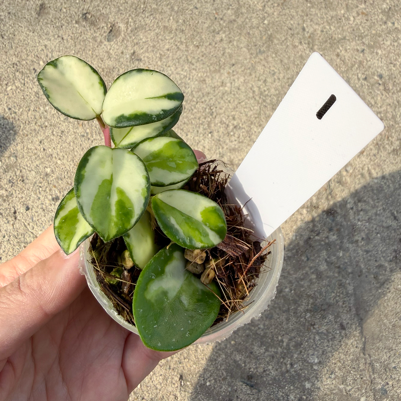 【一点もの販売】【ねこチップ】ホヤ マチルダ 内斑入り Hoya mathilde inner variegated 希少 レア 1