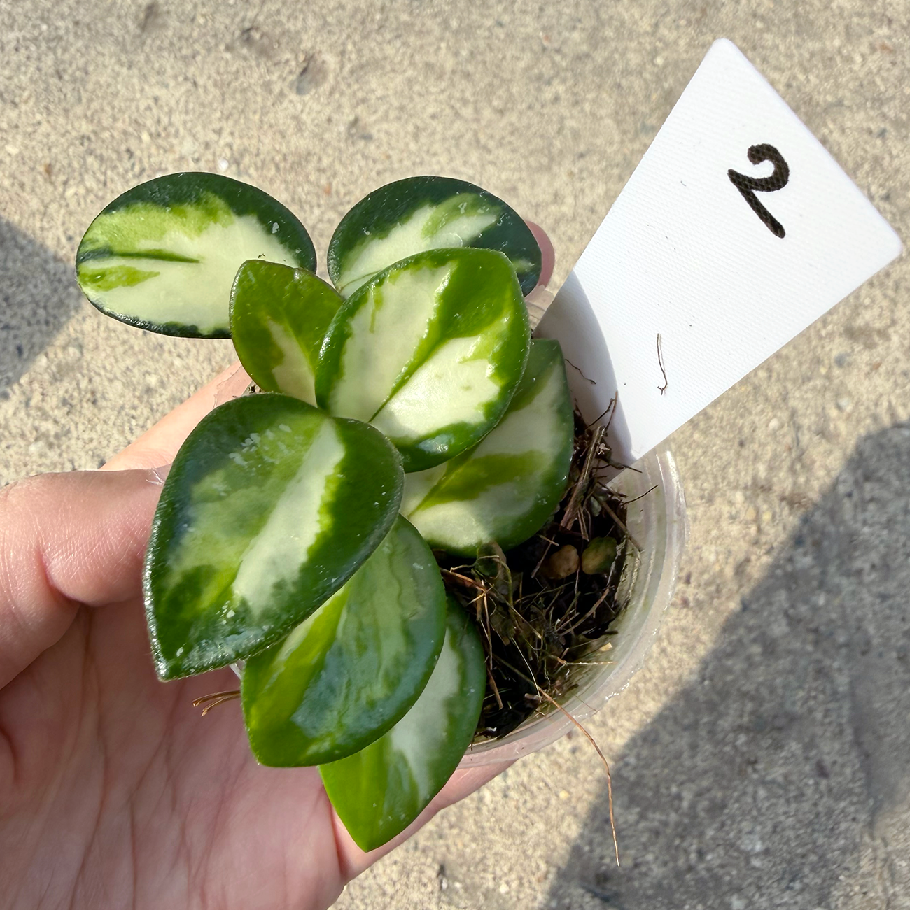 【一点もの販売】【ねこチップ】ホヤ マチルダ 内斑入り Hoya mathilde inner variegated 希少 レア 2