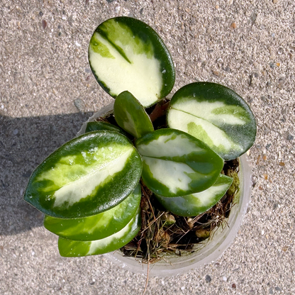 【一点もの販売】【ねこチップ】ホヤ マチルダ 内斑入り Hoya mathilde inner variegated 希少 レア 2