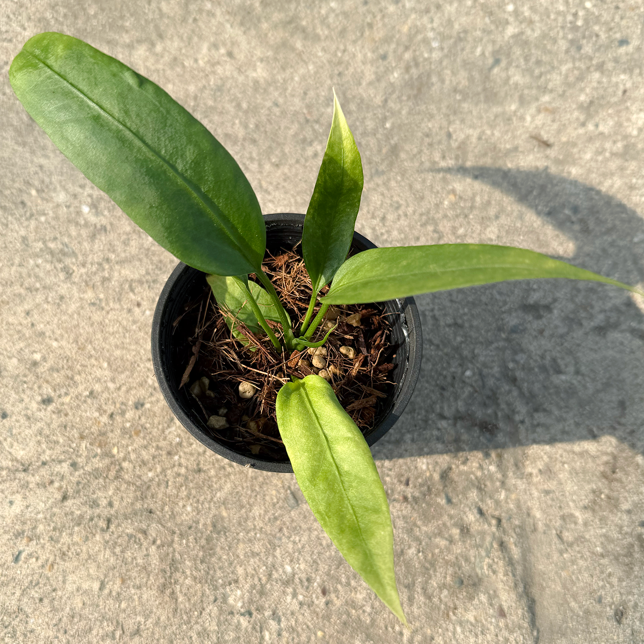 【一点もの販売】【ねこチップ】アンスリウム ビッタリフォリウム 斑入り 2.5号 ねこチップ 苗