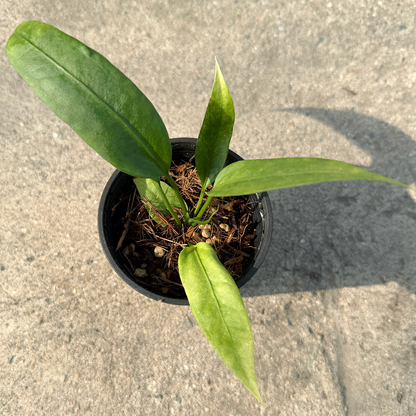 【一点もの販売】【ねこチップ】アンスリウム ビッタリフォリウム 斑入り 2.5号 ねこチップ 苗