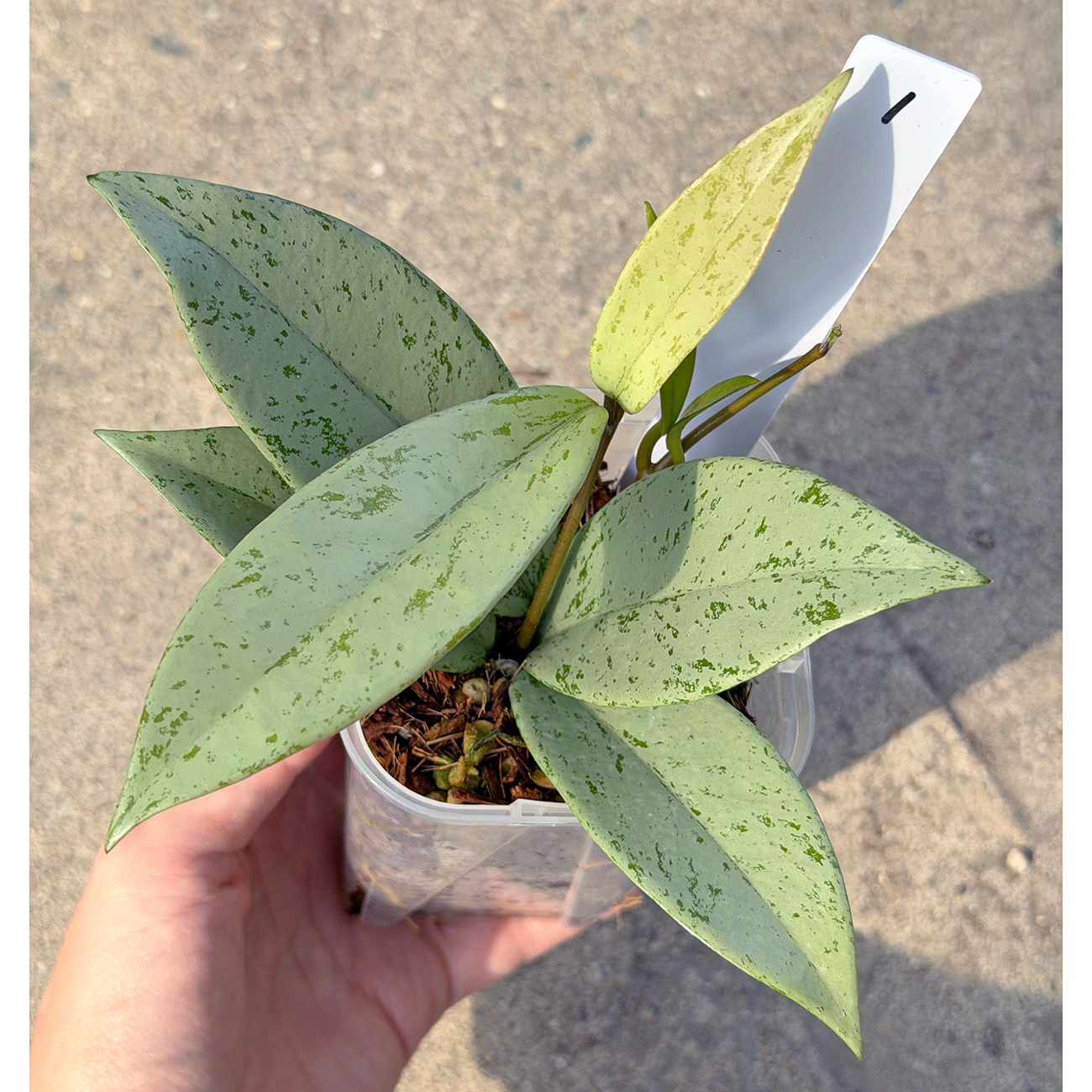 【一点もの販売】【ねこチップ】ホヤ プビカリクス シルバーゴースト Hoya Pubicalyx silver ghost 希少 レア1