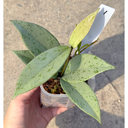 【一点もの販売】【ねこチップ】ホヤ プビカリクス シルバーゴースト Hoya Pubicalyx silver ghost 希少 レア1