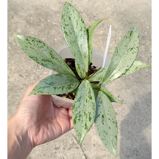 【一点もの販売】【ねこチップ】ホヤ プビカリクス シルバーゴースト Hoya Pubicalyx silver ghost 希少 レア 2