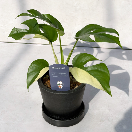 【一点もの販売】【ねこチップ】ラフィドフォラ テトラスペルマ バリエガータ 3号 BLACK PLASTIC POT 受け皿付き