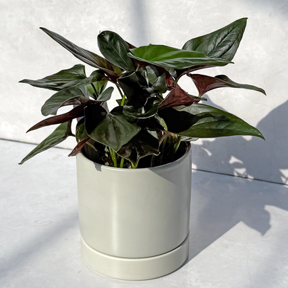 【一点もの販売】シンゴニウム チョコレート 4号 陶器鉢 グレー A